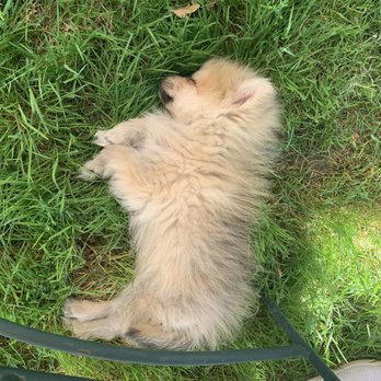 Moseley Family Cellars - Exhausted little Hunter - Wine Tasting Room Near Me - Redding, California Moseley Family Cellars - Exhausted little Hunter - Wine Tasting Room Near Me - Redding, California