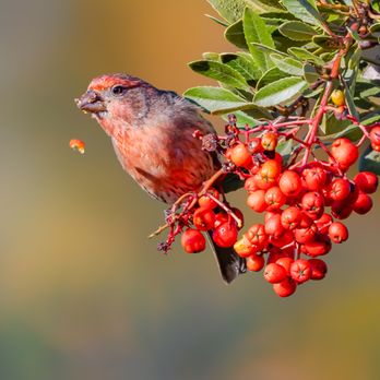 San Joaquin Marsh Wildlife Sanctuary - House Finch eating winter berries | IG @moniquedao - Parks Near Me - Irvine, California San Joaquin Marsh Wildlife Sanctuary - House Finch eating winter berries | IG @moniquedao - Parks Near Me - Irvine, California