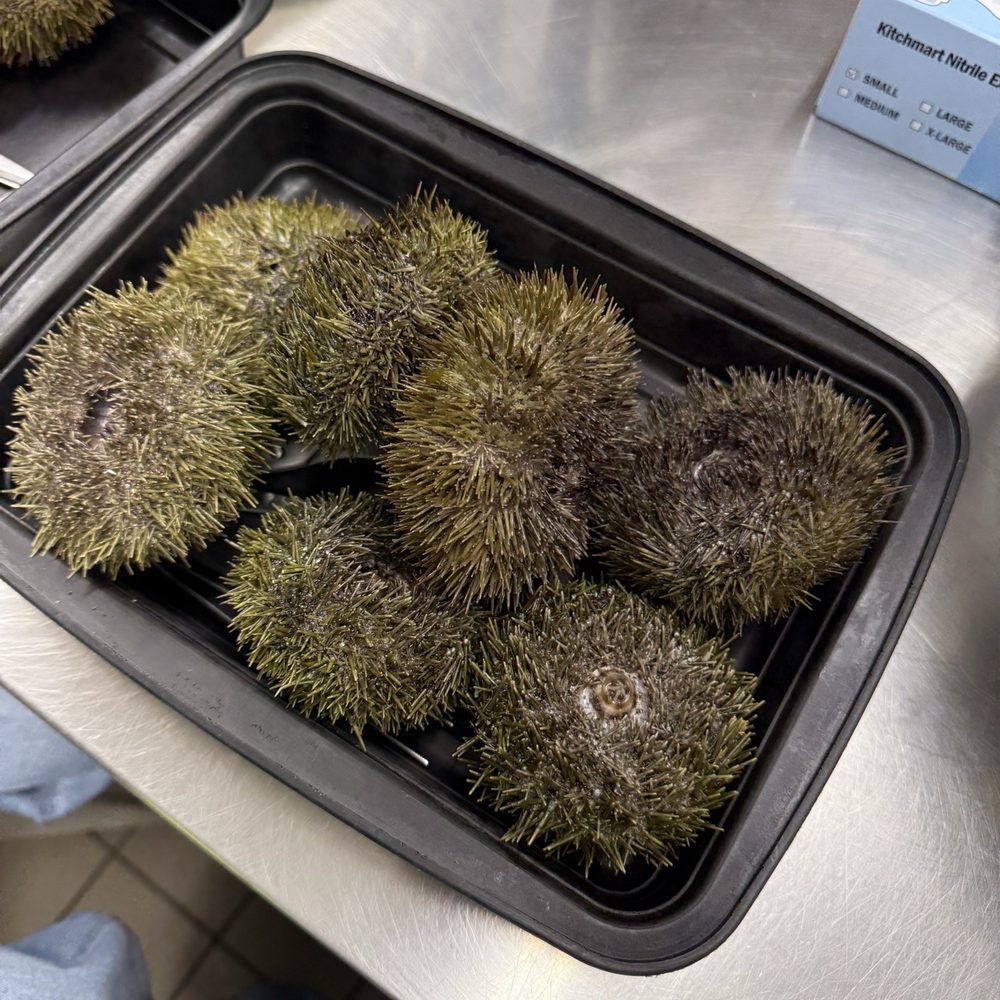 Osakana - Uni for one person! He generously gave us some extras because we were a small class. - Seafood Near Me - New York, New York Osakana - Uni for one person! He generously gave us some extras because we were a small class. - Seafood Near Me - New York, New York