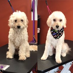 Kristal Clean Pet Grooming