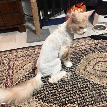 Grooming By Dawn Cheri - Pet Groomers Near Me - Hendersonville, Tennessee Grooming By Dawn Cheri - Pet Groomers Near Me - Hendersonville, Tennessee