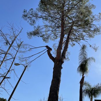 California Tree Design - After - Tree Services Near Me California Tree Design - After - Tree Services Near Me