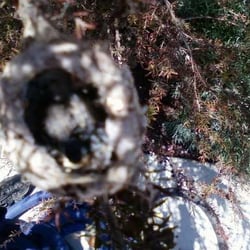 Northstar Dryer Vent Cleaning - Humming bird babys in a nest built out of clothes dryer lint!
