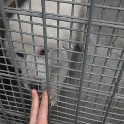 Los Angeles Department of Animal Control - His cage outside in 40 degree rain weather.