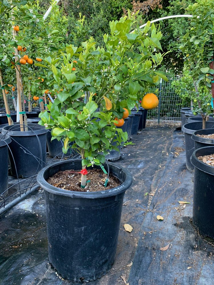 MENLO GROWERS 28 Reviews 11605 New Ave, Gilroy, California