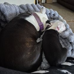 Camden Veterinary Service - Tom Ulyshen DVM - Missy & Macy