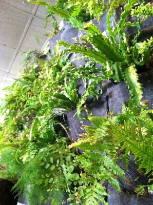 Fern, Flavors from the Garden by null
