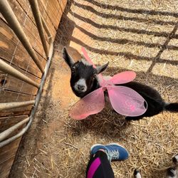 Goat Yoga Shoals
