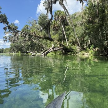 AWA Kayak Tours - Clear water in Blue Springs State Park! - Rafting/Kayaking Near Me AWA Kayak Tours - Clear water in Blue Springs State Park! - Rafting/Kayaking Near Me