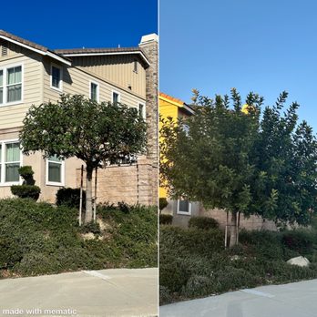 Camarillos Tree Service - After and before. - Landscaping Near Me
