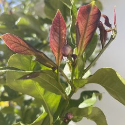 Flowering buds for the first time ever on my lemon tree!