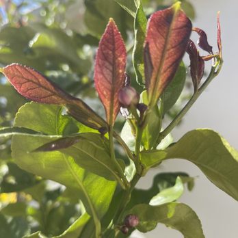 Paradise Nursery www.paradisenursery.com - Flowering buds for the first time ever on my lemon tree! - Nurseries & Gardening Near Me - Chatsworth, California