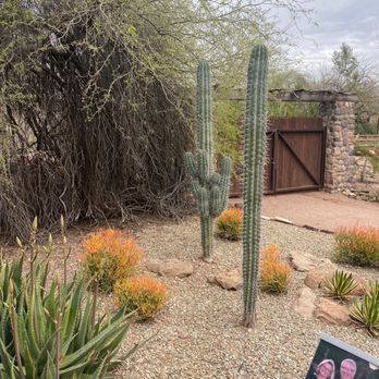 Desert Botanical Garden - Botanical Gardens Near Me - Phoenix, Arizona Desert Botanical Garden - Botanical Gardens Near Me - Phoenix, Arizona
