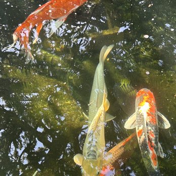 Self Realization Fellowship Hermitage & Meditation Gardens - Koi - Meditation Centers Near Me - Encinitas, California Self Realization Fellowship Hermitage & Meditation Gardens - Koi - Meditation Centers Near Me - Encinitas, California