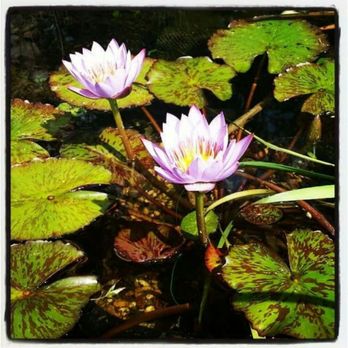 Lowe's Water Gardens - Tropical Lily - Local Fish Stores Near Me - Spring, Texas