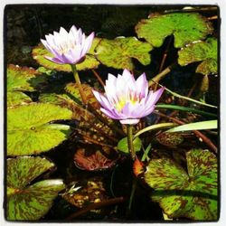 Lowe's Water Gardens - Tropical Lily