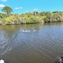 Captain Quinn's Coastal Lagoon Tours - Dolphin