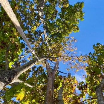 New England Tree Guys - The view from above. GoPro Camera on Tree Climber/Arborist's helmet. - Tree Services Near Me - Haverhill, Massachusetts New England Tree Guys - The view from above. GoPro Camera on Tree Climber/Arborist's helmet. - Tree Services Near Me - Haverhill, Massachusetts