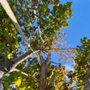 Photo of New England Tree Guys