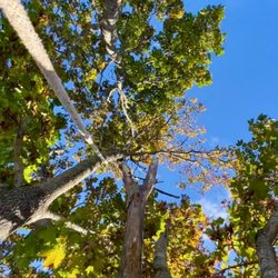 New England Tree Guys - The view from above. GoPro Camera on Tree Climber/Arborist's helmet.