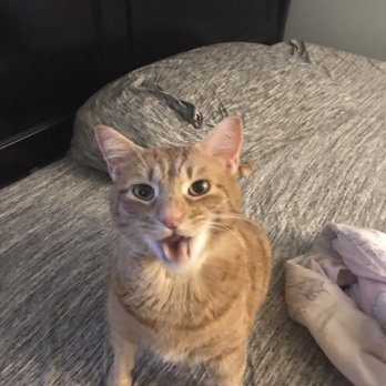 Long Island Veterinary Specialists - I'm home - Veterinarians Near Me - Plainview, New York Long Island Veterinary Specialists - I'm home - Veterinarians Near Me - Plainview, New York