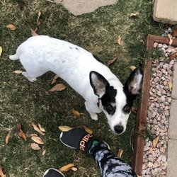 Pawsome Pet Care - The sweetest lady!