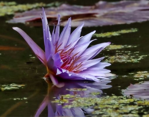 McKee Botanical Garden by null