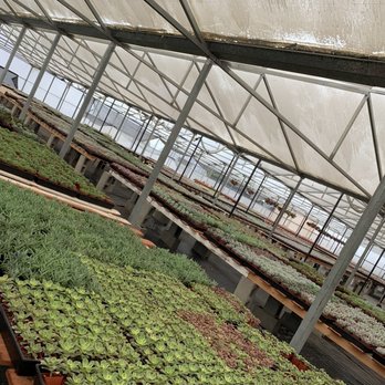Vista Succulents - Endless plants!! - Nurseries & Gardening Near Me - Vista, California Vista Succulents - Endless plants!! - Nurseries & Gardening Near Me - Vista, California