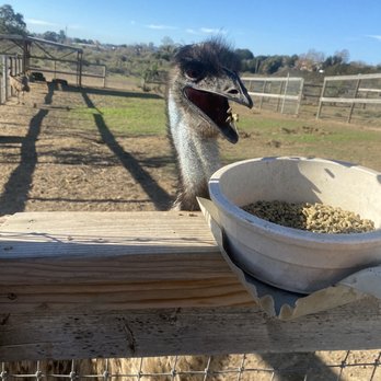 Ostrichland USA - Feeding then pecking the tray - Attraction Farms Near Me - Solvang, California