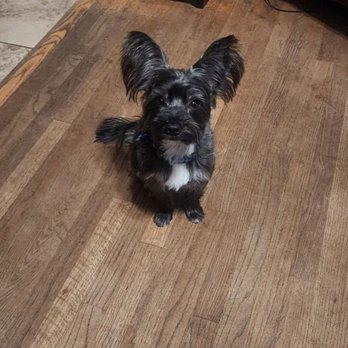 Puppy Salon - Pet Groomers Near Me - Whittier, California Puppy Salon - Pet Groomers Near Me - Whittier, California