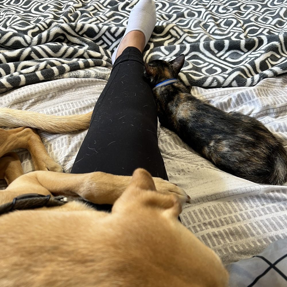 Helen Sanders CatPAWS - Rajah and our dog tanner - Animal Shelters Near Me - Seal Beach, California