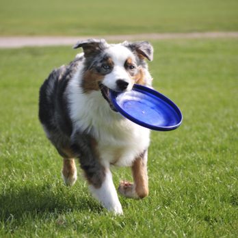 Indiana Dog Fence - Pet Services Near Me Indiana Dog Fence - Pet Services Near Me