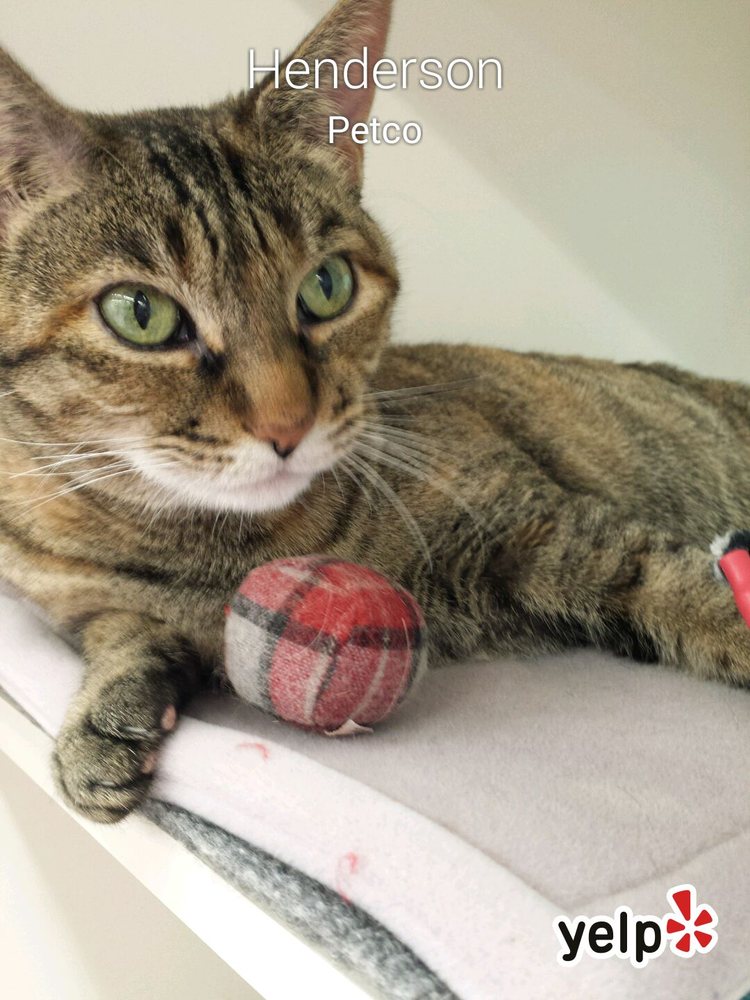 petco cat constipation