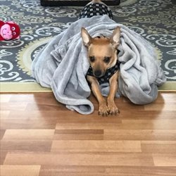Ashland Pet Concierge - Rocco