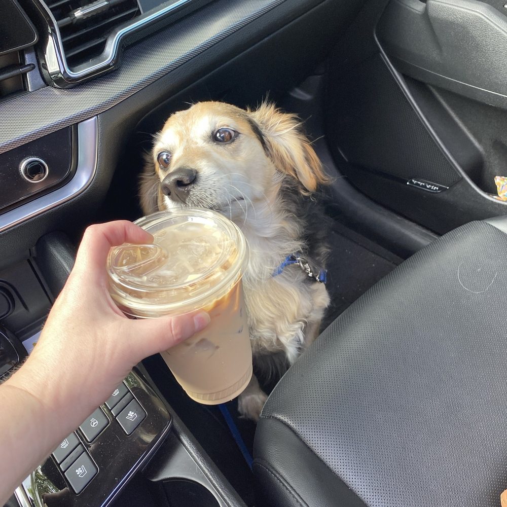 Iced latte and Leo