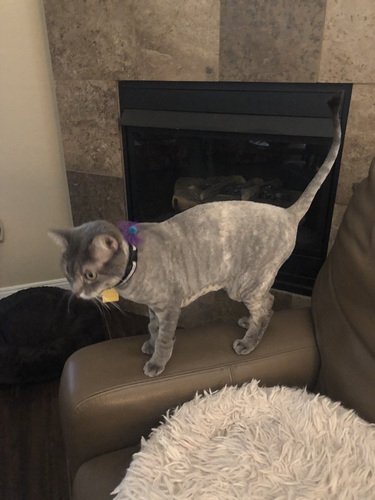 THE GLITTERATI GROOMER Updated August 2024 47801 N Black Canyon Hwy, Phoenix, Arizona Pet