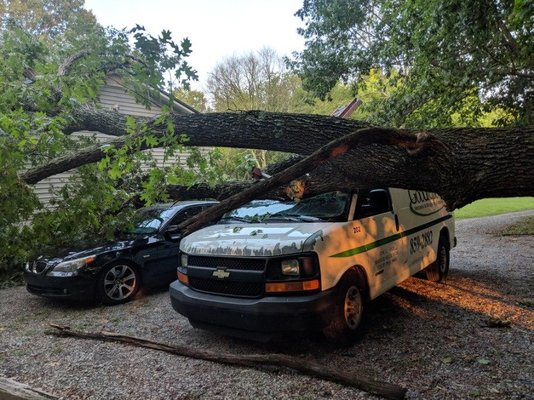 Trees service trimming trees topping trees removal and stump grinding - Sky tree service specialist on tree removal trees trimming trees topping Dead wooding weight reduction storm clean up Trees service trimming trees topping trees removal and stump grinding - Sky tree service specialist on tree removal trees trimming trees topping Dead wooding weight reduction storm clean up