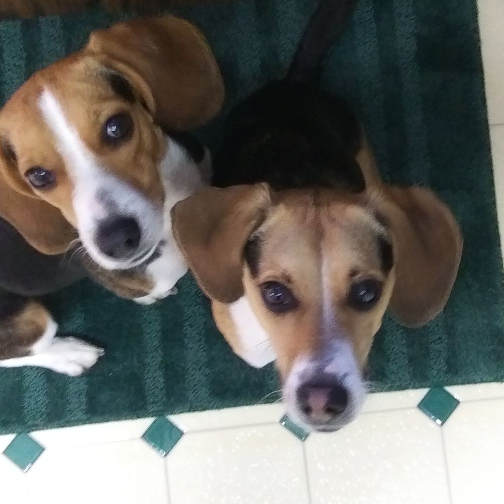 Crossroads Veterinary Hospital - Sadie (L), Seira (R) - Veterinarians Near Me - Butler, Pennsylvania