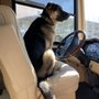 Photo of Tuckers Family German Shepherds