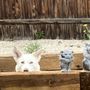 Stubby's Dog Wash & Grooming Salon