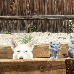 Stubby's Dog Wash & Grooming Salon