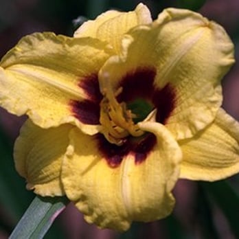 5 Acre Farm Daylilies - Bumble Bee! Miniature... - Farmers Market Near Me - Tolono, Illinois 5 Acre Farm Daylilies - Bumble Bee! Miniature... - Farmers Market Near Me - Tolono, Illinois