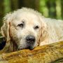 Photo of The Pet Wellness Group: Florence