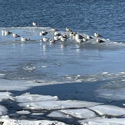 Back Cove Trail - Gulls on ice floe