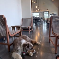 Skinny Flowers Brewing - Dog sitting inside a brewery.