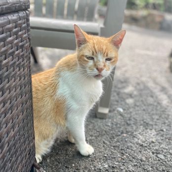 Northside Grind - Cats are walking around, so beware. - Coffee & Tea Near Me - St Thomas, Virgin Islands