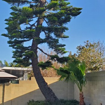 Environmental Green Tree Care - Star Pine after - Tree Services Near Me