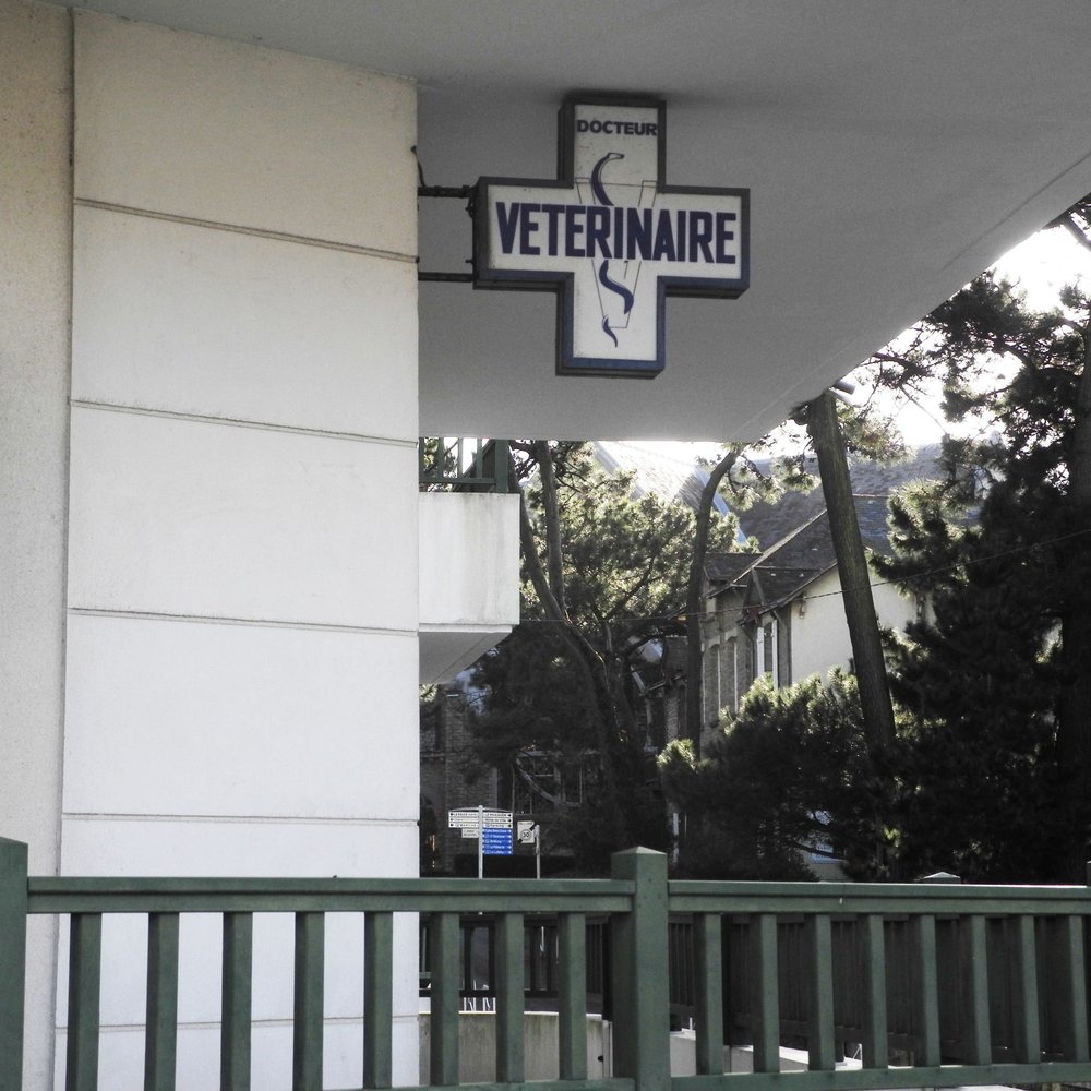 THE BEST 10 Veterinarians in DAMGAN, MORBIHAN, FRANCE - Quality &  Affordability - Clinique Vétérinaire Sainte Catherine, Clinique Vétérinaire  Vermoesen Boerlen, Clinique Vétérinaire Dr Robert et Pirquin - Updated 2026  - Yelp