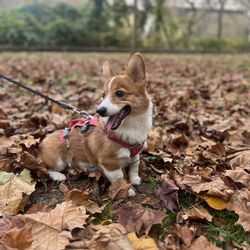 Brandywine Park
