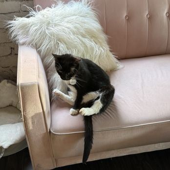 Pounce Cat Cafe - Pet Adoption Near Me - Charleston, South Carolina